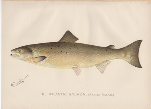 Denton fish lithograph from 1896